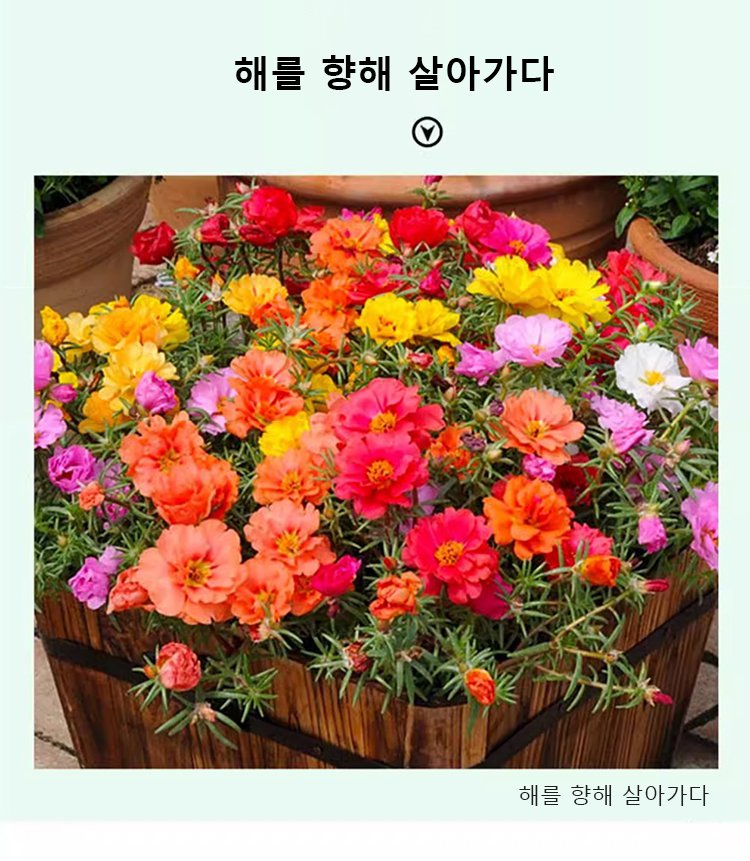 다년생 겹꽃잎 채송화의 생생한 색상