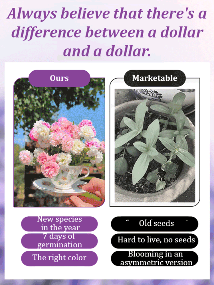 [Heat-resistant and cold-resistant four-season flower] Kaleidoscope