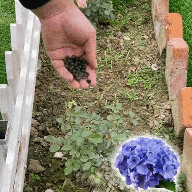 Hydrangea seeds blooming in all seasons