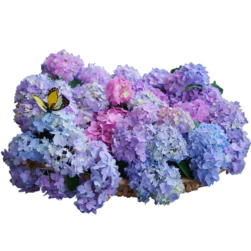 Nasiona hortensji kwitną przez cały rok