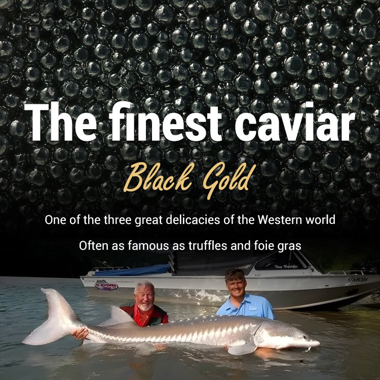 Imported red caviar