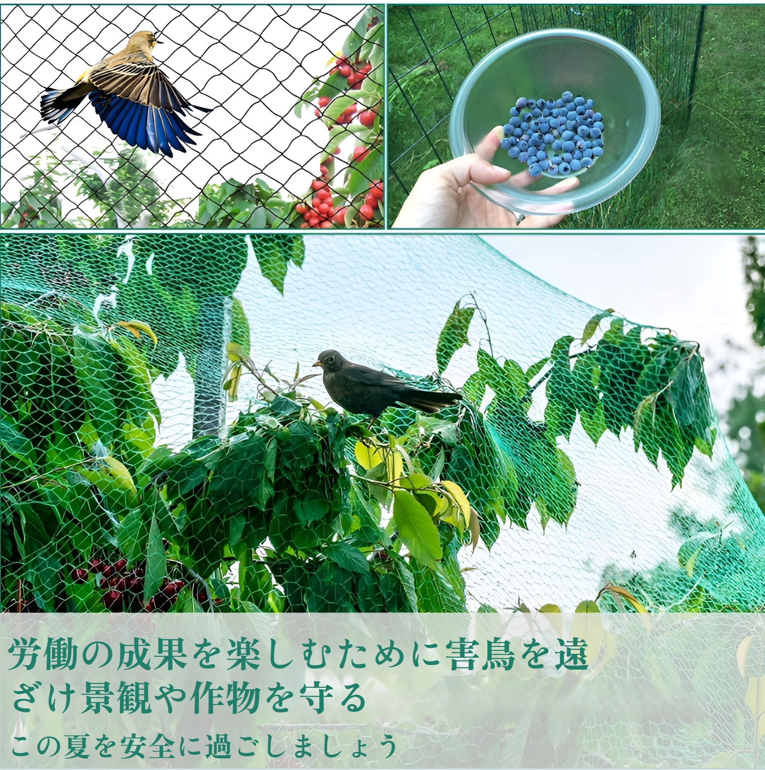 果樹の庭を鳥から守るネット