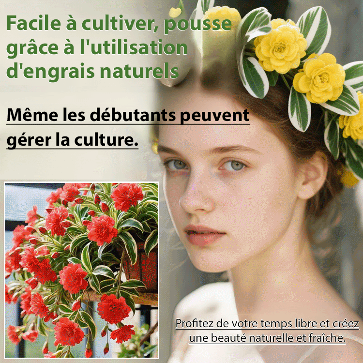 Graines de Chlorophytum Marginé à Floraison Toute l’Année et Parfumée