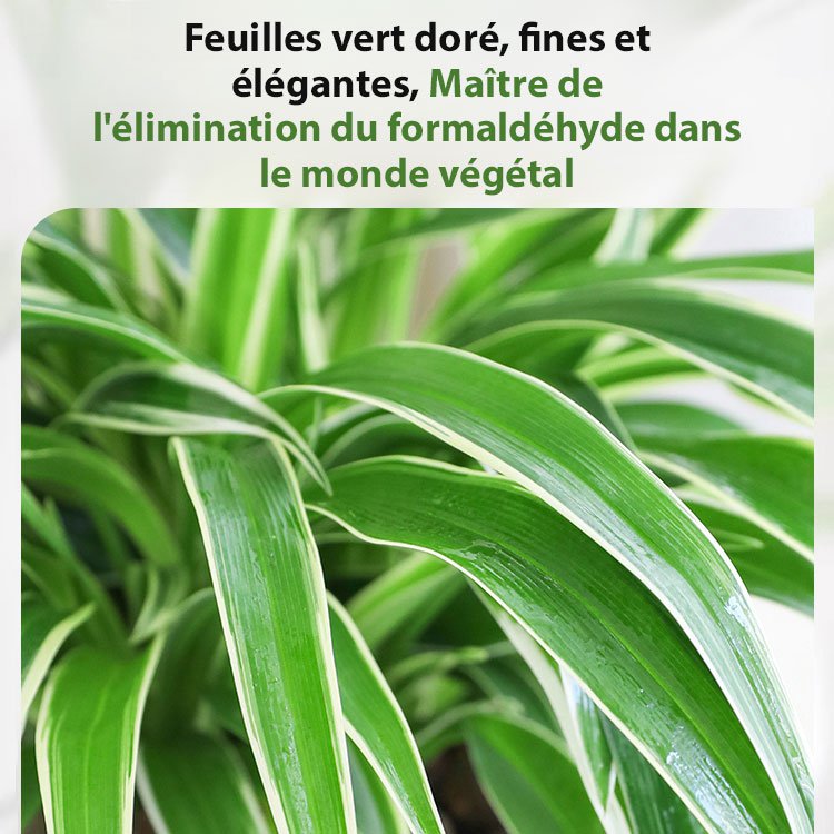 Graines de Chlorophytum Marginé à Floraison Toute l’Année et Parfumée