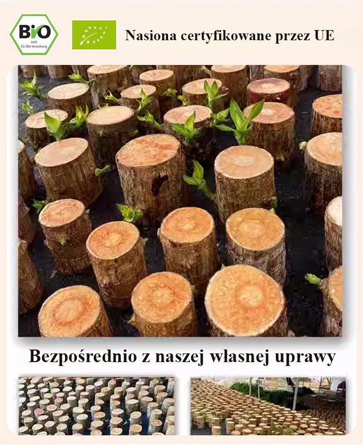 Zbliżenie na kwitnącą roślinę czterech pór roku