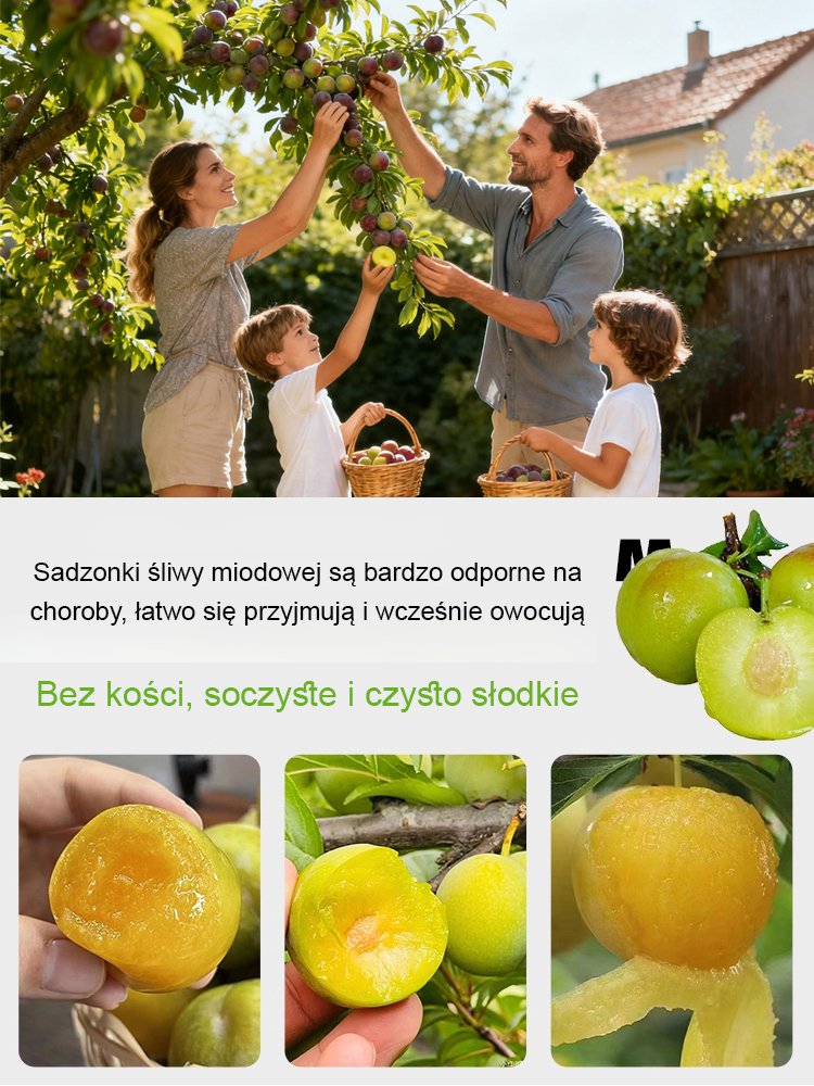 【Super słodkie duże owoce wysokiej jakości C】Sadzonki śliwy miodowej z tamtego roku.