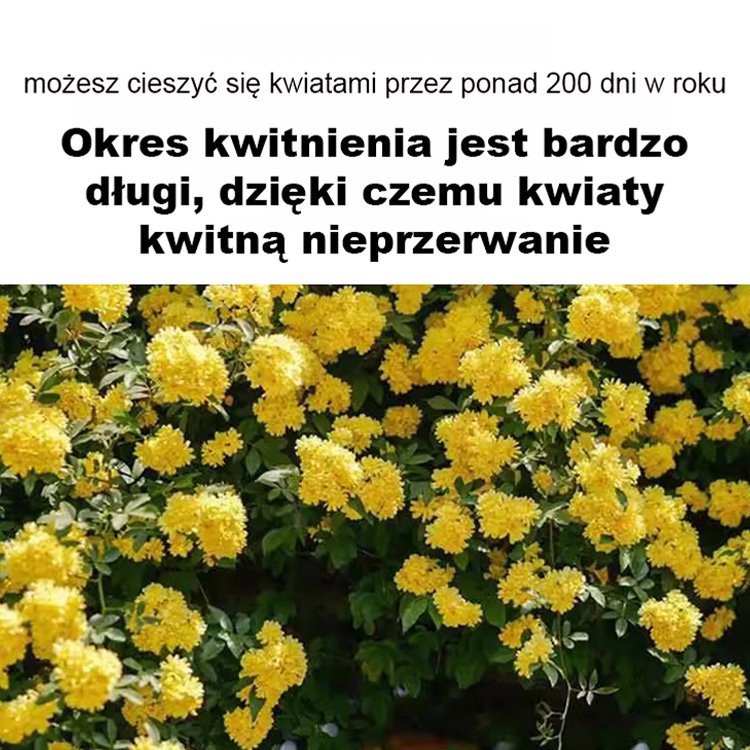 Rozkwit tysięcy kwiatów Nasiona czerwonego drewna wspinającego się po ścianach
