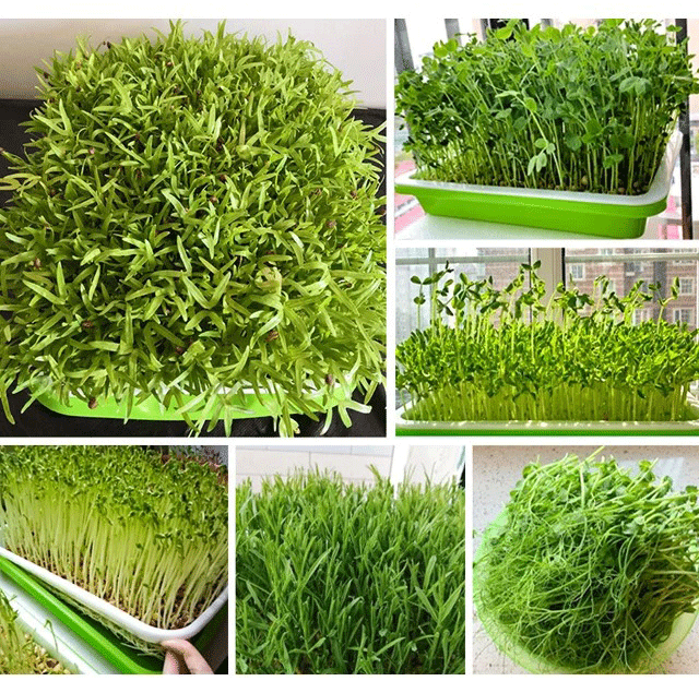 Rychlé klíčení semen zeleniny bez půdy