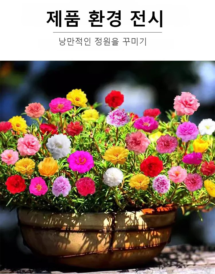 채송화 꽃밭의 아름다운 풍경