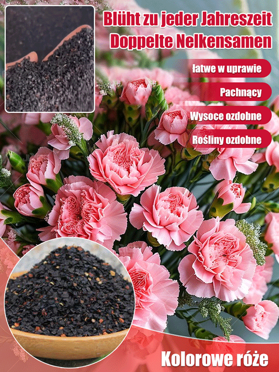 【Kwitnie przez wszystkie sezony】Nasiona goździka pełnego