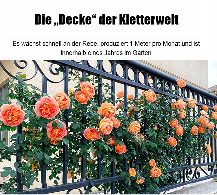 Nahaufnahme von rosafarbenen Kletterrosenblüten