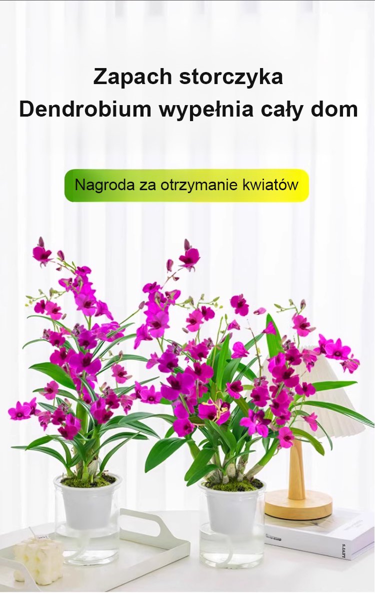 翻译件-JS-香水石斛兰改善睡眠绿植净化空气-按单采购-1176005-系统_04.jpg