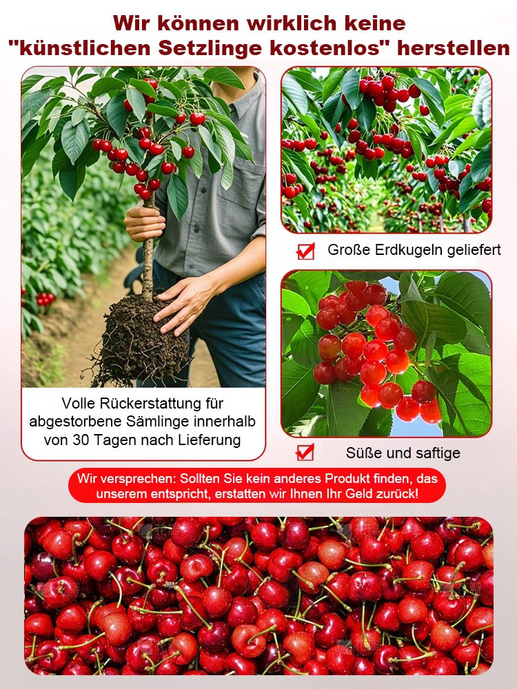 Seltene Kirschbaumsetzlinge, die im selben Jahr fruchtbar sind – Pflegeleicht und anfängerfreundlich