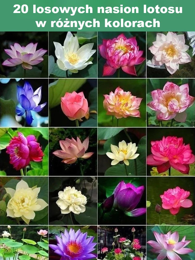 【Może kwitnąć normalnie do -20℃】Zimowe dekoracyjne nasiona lotosu do uprawy wodnej
