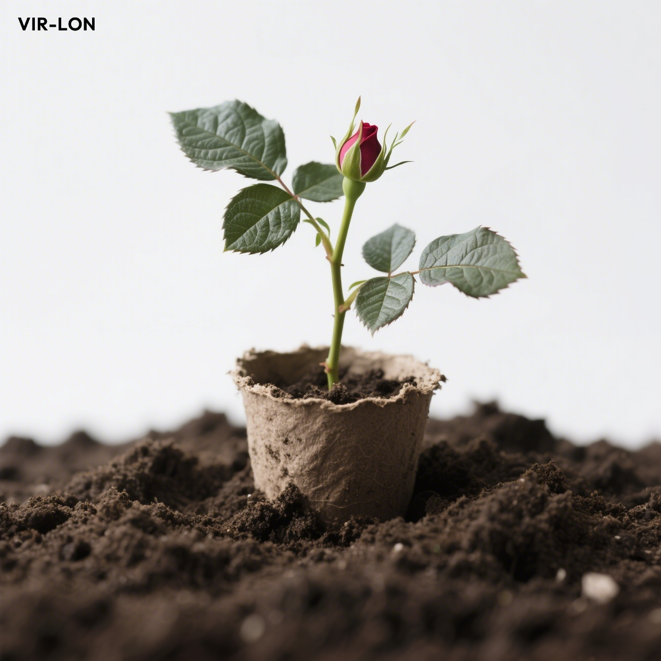 Rosensetzling im Topf für den Innenbereich