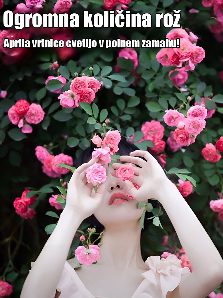 Plezajoča trta cvetlična semena vrtnic