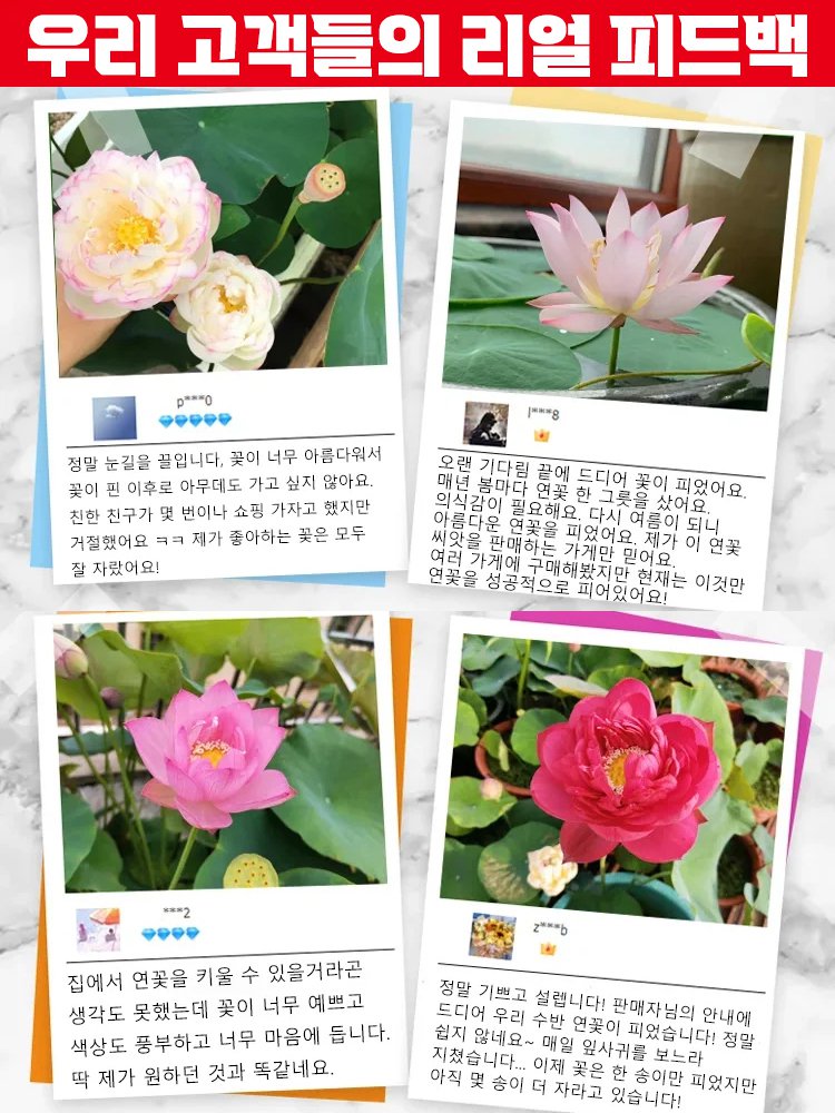 【 -20℃까지정상 개화 가능】겨울철 관상용 수경 재배 연꽃 씨앗