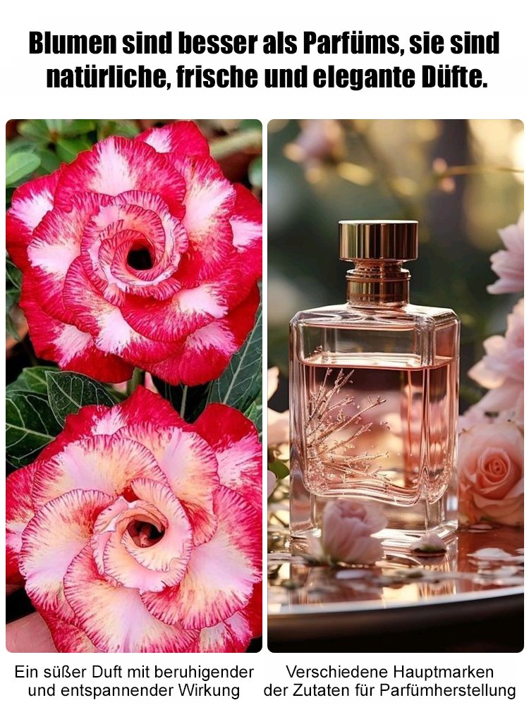 【Mit Wasser gedeiht es 100 Jahre】Wüstenrosen-Zwiebelblume