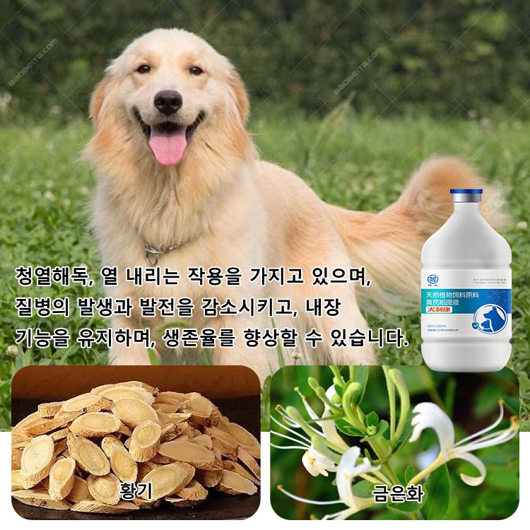 애견 건강 항바이러스제