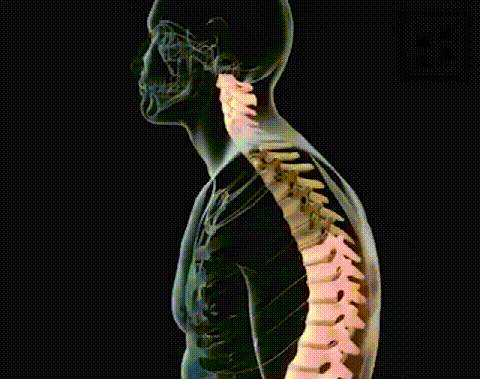 6.gif