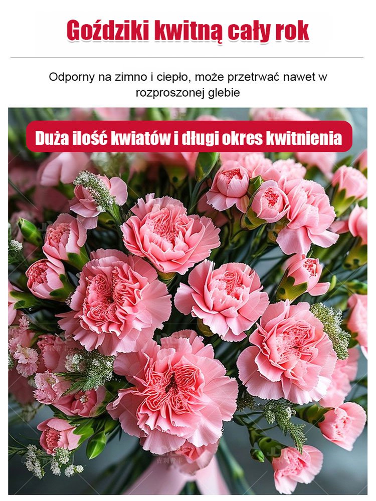 【Kwitnie przez wszystkie sezony】Nasiona goździka pełnego