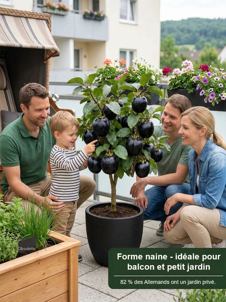 Plant de kaki 'Perle Noire Chocolat' résistant au froid