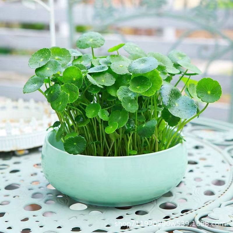 흑신화 동전초 씨앗