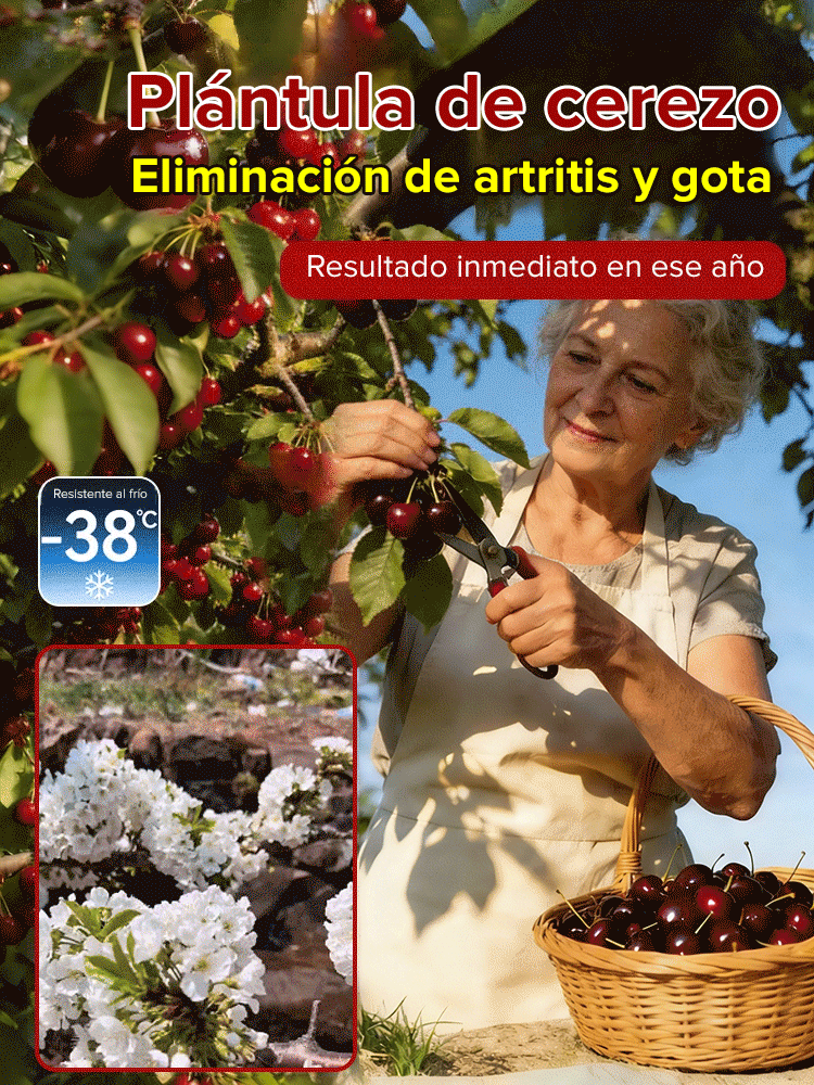 Plántula de cerezo que da frutos el mismo año, fructificación rápida