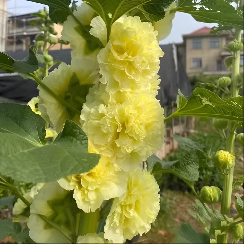 Semillas de Alcea para maceta o balcón