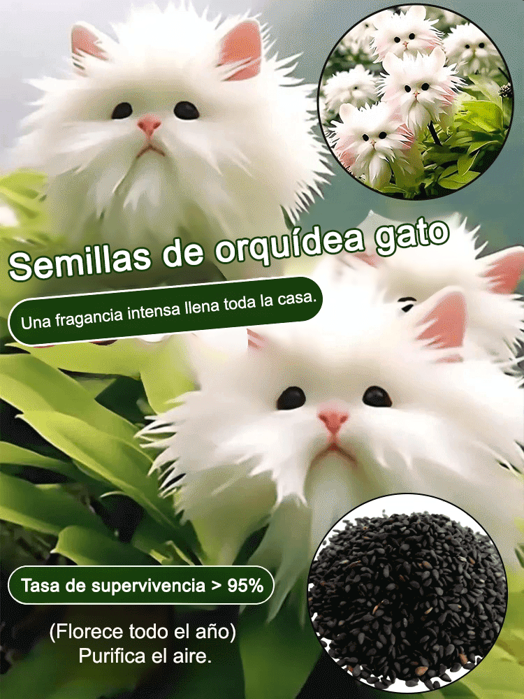 Ojo de Gato Orquídea Misteriosa y Encantadora