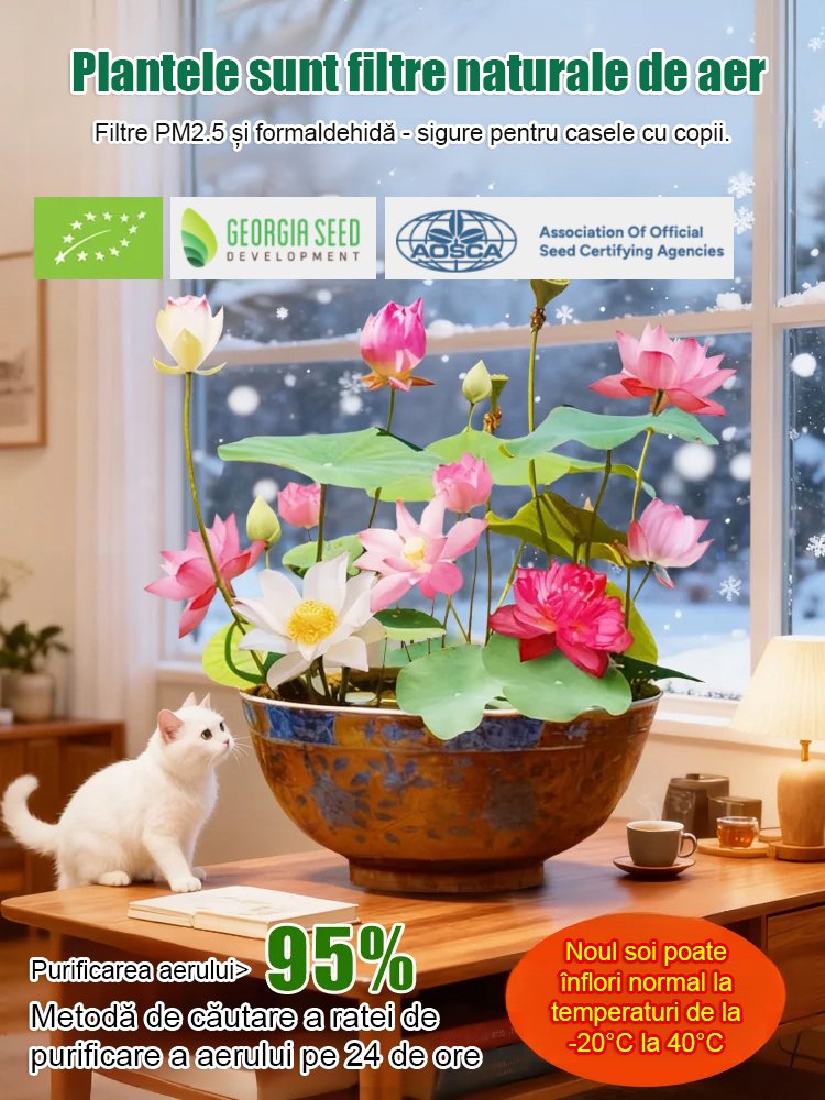 Lotus decorativ hidroponic