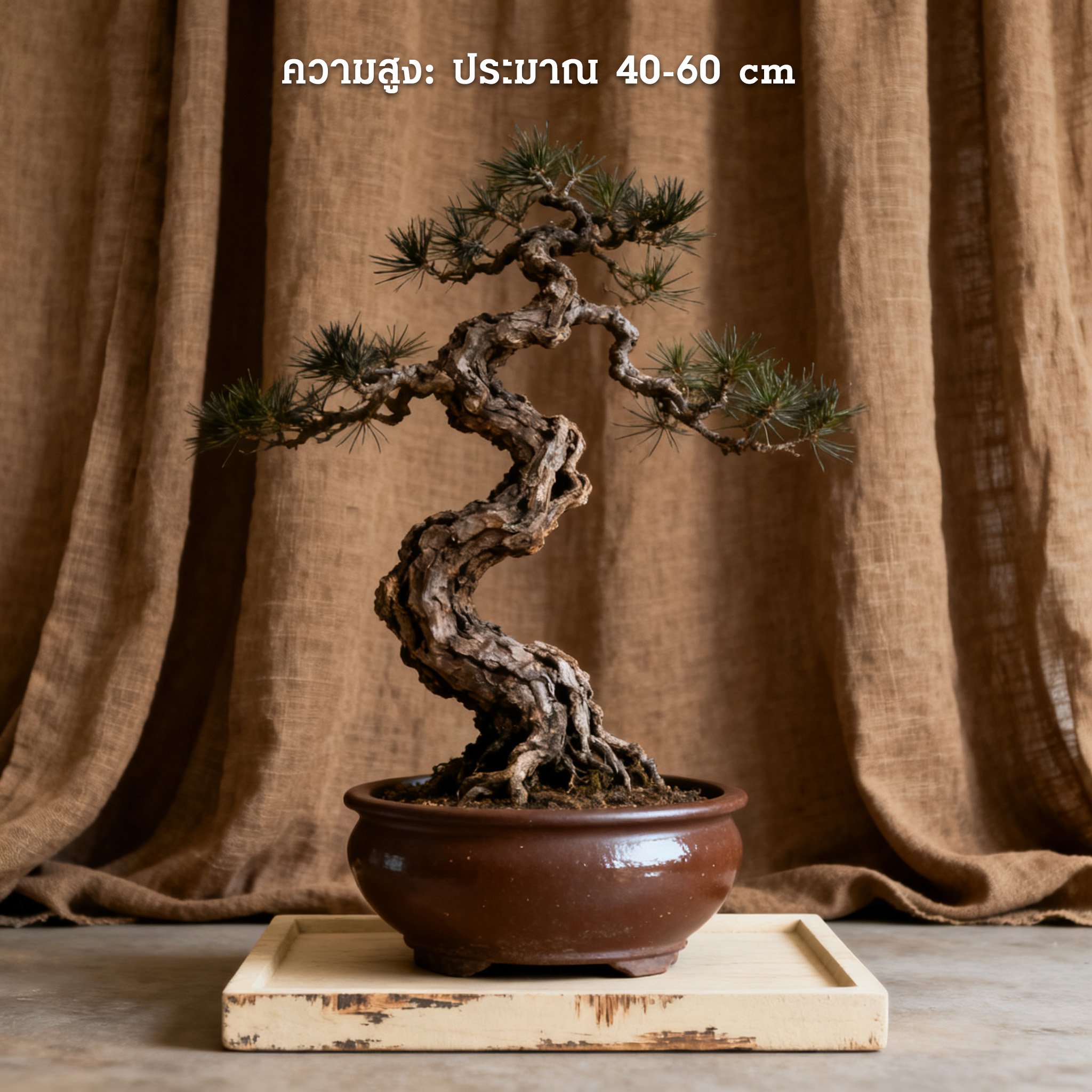 รายละเอียดใบของบอนไซต้นสนขนาดเล็ก