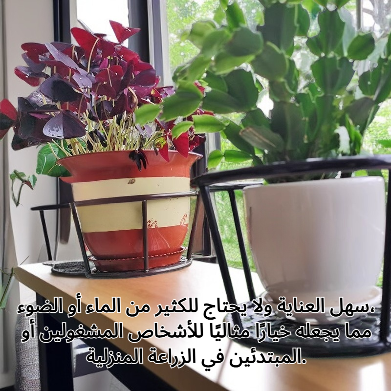 نبات زهرة محطة الطاقة