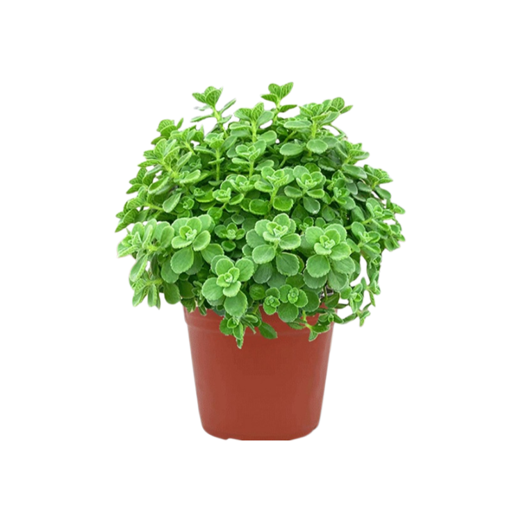 Mosquito-Repelling Potted Mint Plant