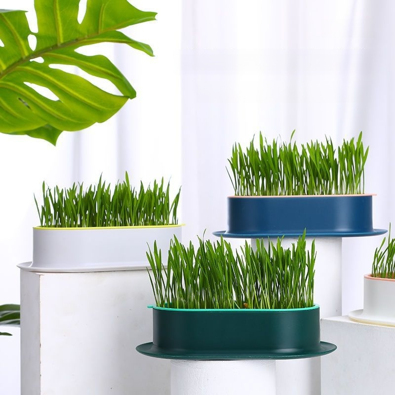 緑の植物の鉢