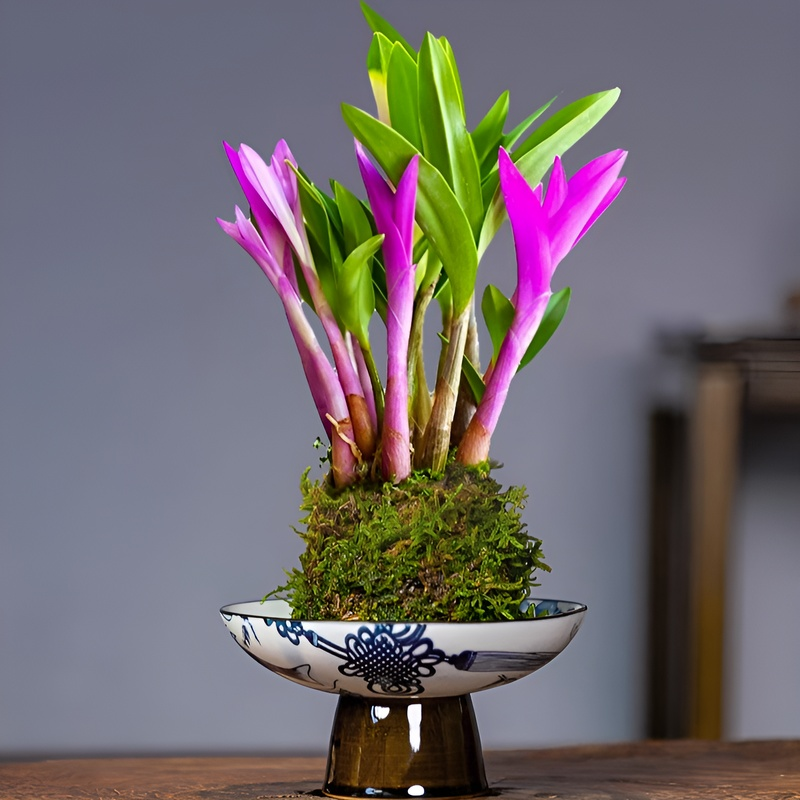 Perfume Dendrobium improves sleep, green plants purify air