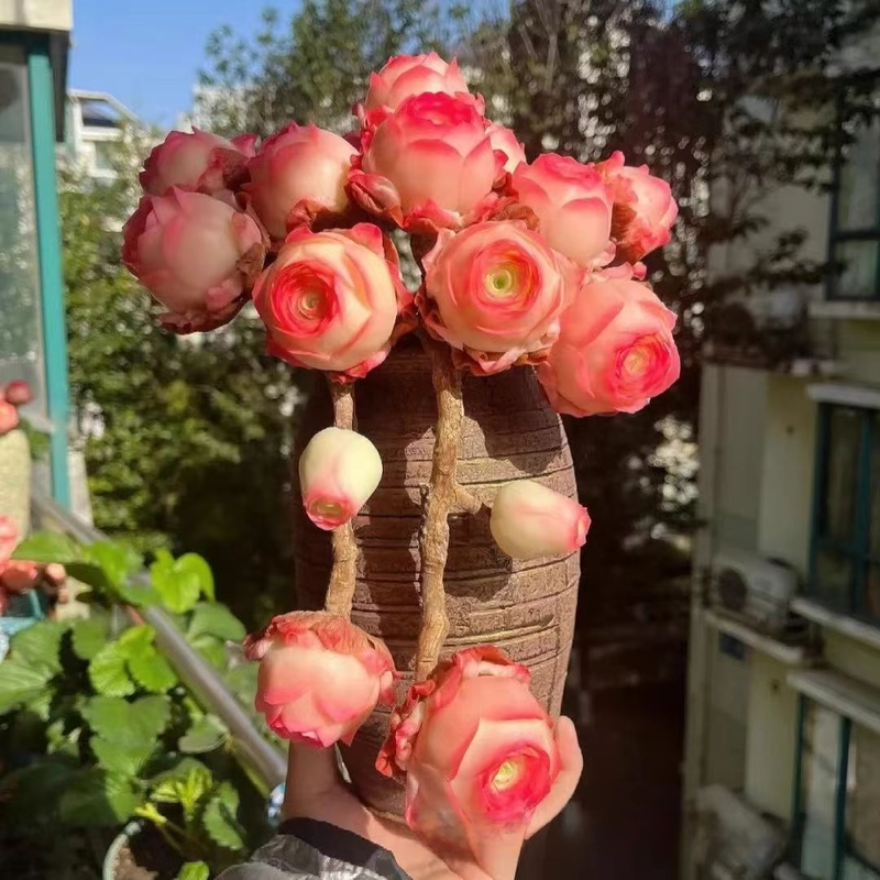 Planta suculenta Mountain Rose en maceta