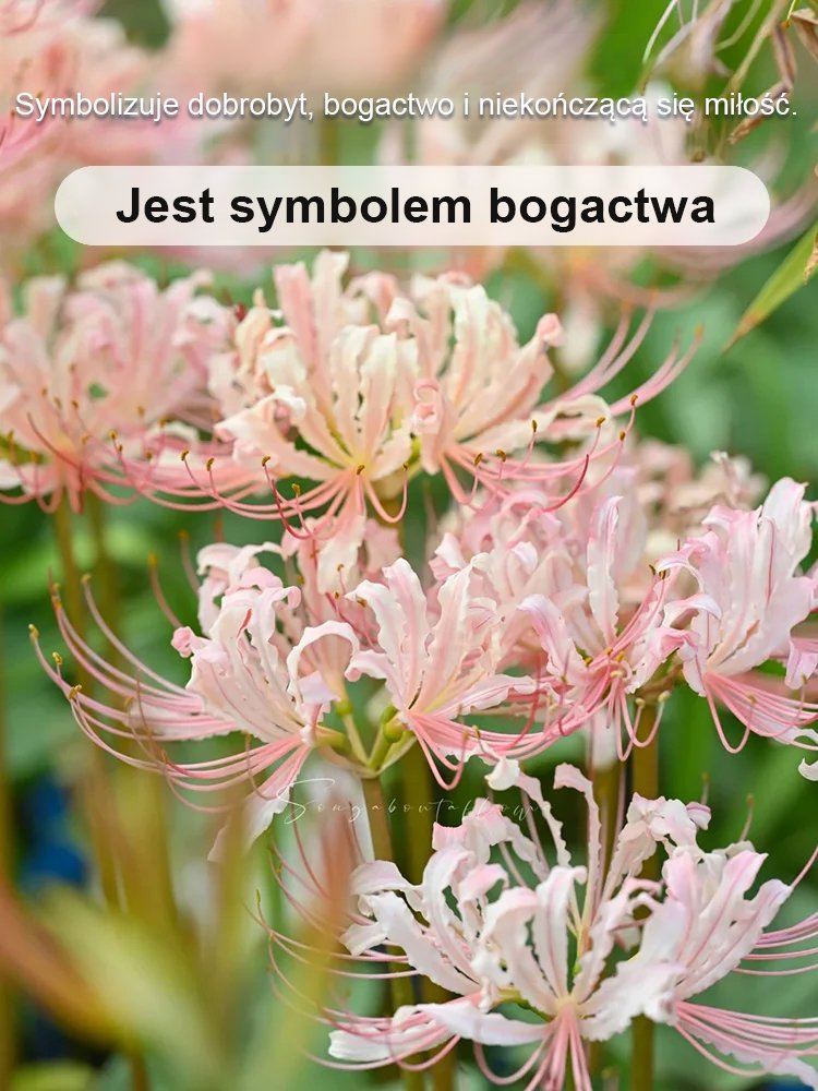 Całorocznie kwitnąca, mrozoodporna i odporna na upały cebulka Lycoris (kwiat tęsknoty)