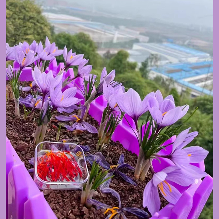 사프란 화분 식물