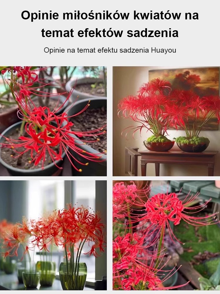 Całorocznie kwitnąca, mrozoodporna i odporna na upały cebulka Lycoris (kwiat tęsknoty)