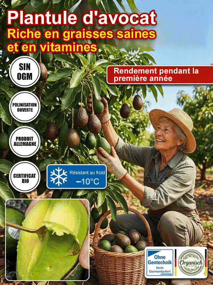  Plant d'avocatier du Mexique (fruit la première année)