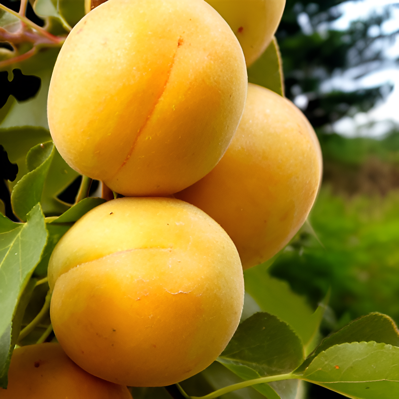 엄선된 가행 산살구씨