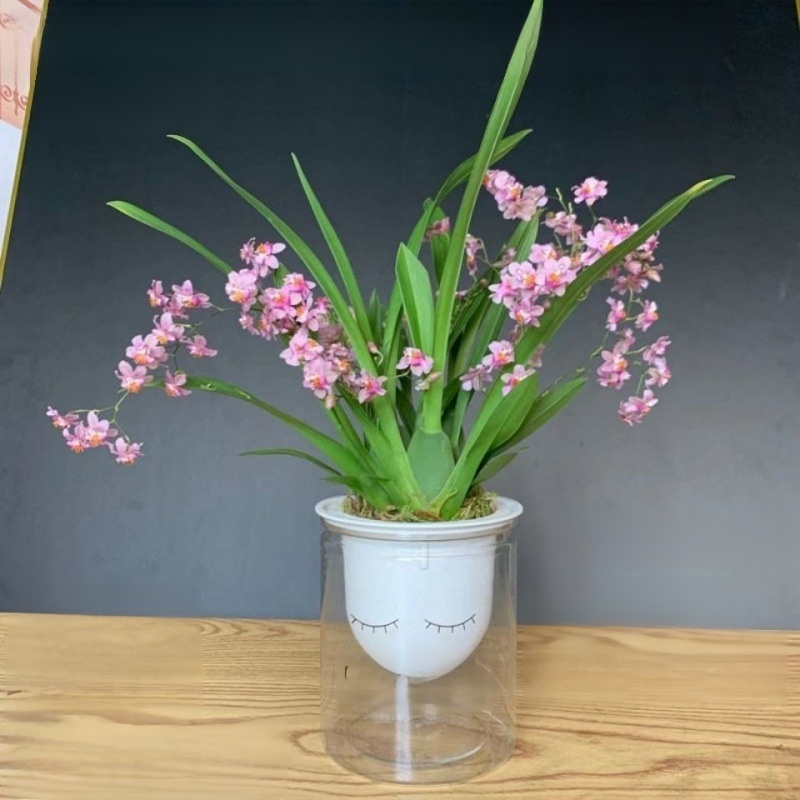 Green plants and fragrant potted flowers
