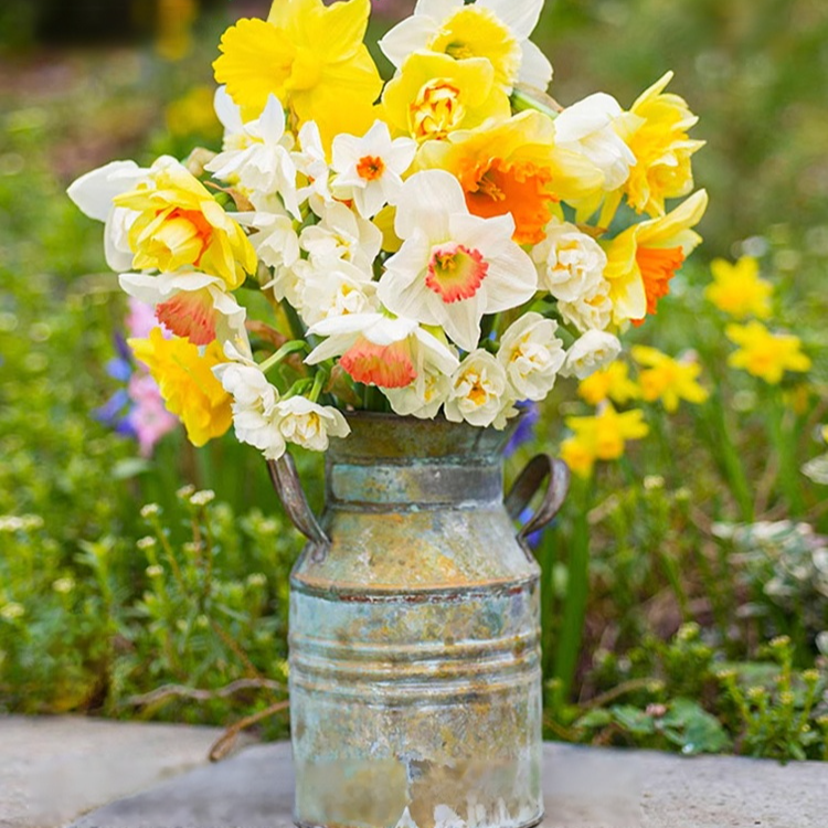  All-Season Blooming Hardy Daffodil Bulbs