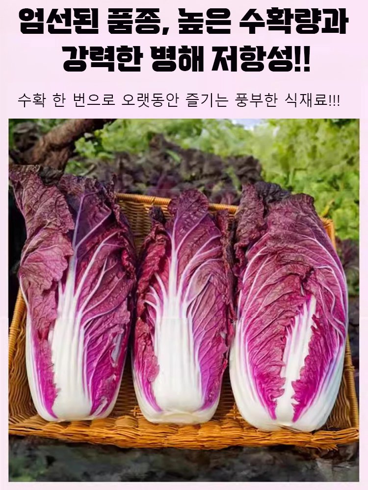 영양 건강 빨간 배추씨