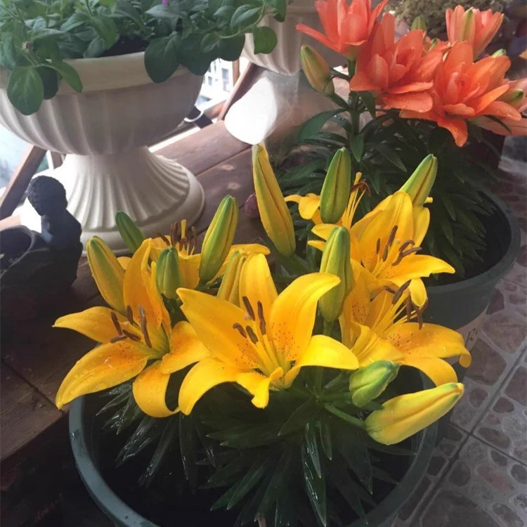 향기로운 백합 화분 꽃