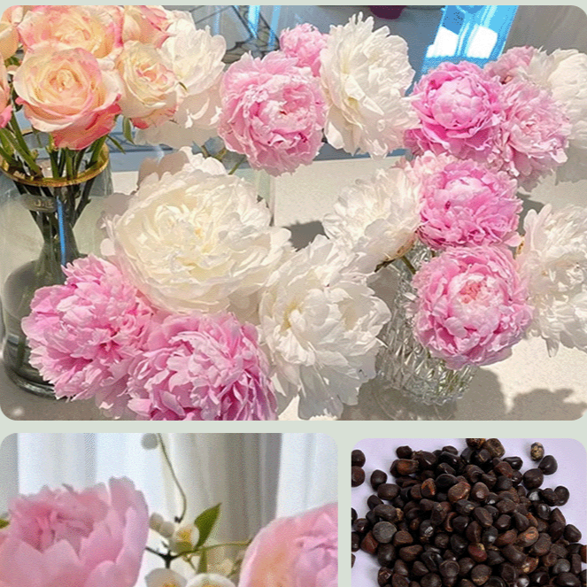 봄에 새로 심은 화분 속 작약