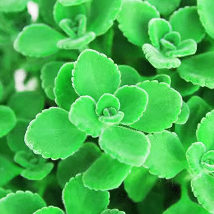 실내 허브와 녹색 식물