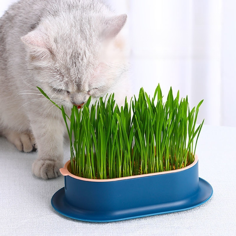 緑の植物の鉢