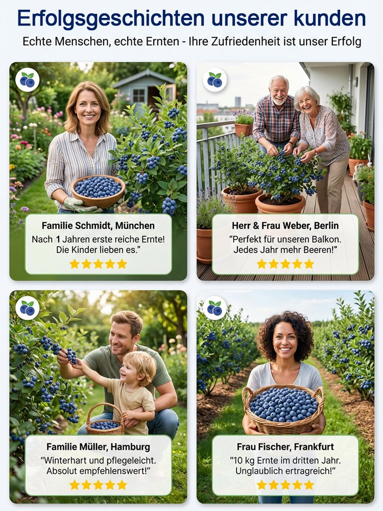 Bio-Blaubeerpflanze mit großen Früchten und hoher Ernte (Rückgabegarantie)